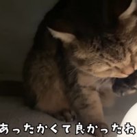 こたつの中の猫