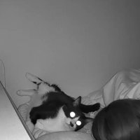 飼い主を見つめる猫