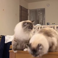 やり返そうとする猫と逃げようとする猫