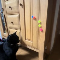 ボールがついているキャビネット近くでお座りをして正面を見つめる猫