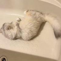 バスタブの中で寝転がる姉ミヌエット