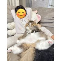 添い寝する猫