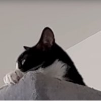 猫の様子