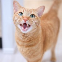 鳴いている猫