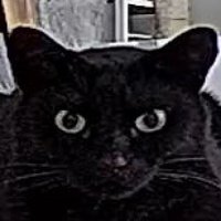 カメラを見つめる猫