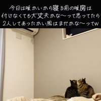 エアコンを見つめる2匹のキジトラ猫