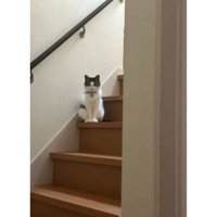 階段にいる猫