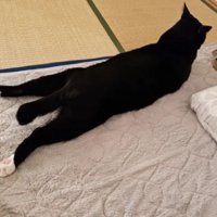 室内にいる猫