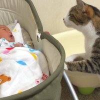 ベビーベッドを覗き込む猫