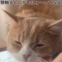 目を細める猫