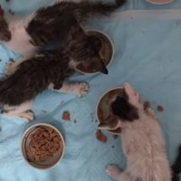 ごはんを散らかして食べる子猫たち