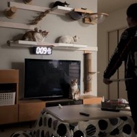 猫たちに尋ねるお父さん3
