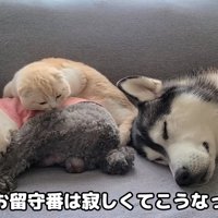 くっついて寝る2匹の犬と猫