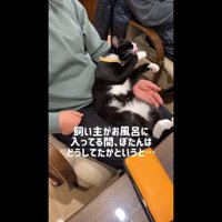 飼い主がお風呂に入ってる間