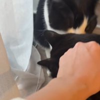 ハチワレ猫と人間になでられている黒猫