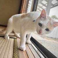 和室を歩く猫