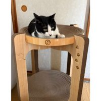 キャットタワーにいる猫