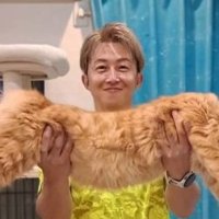 抱えられている猫