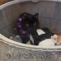 ぬいぐるみ入れに入った猫