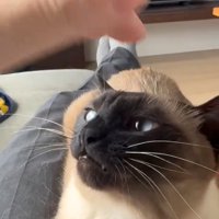 人の手を見る猫