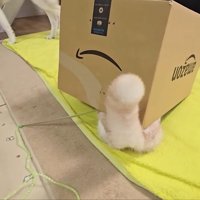 箱からお尻と尻尾