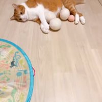 ボールを集める猫
