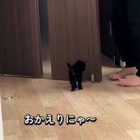 家族を出迎える子猫