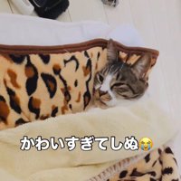 毛布の中でうっすら目を開ける猫