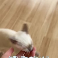飼い主さんの指を吸う子猫