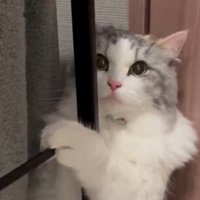 目をウルウルさせた猫の顔のアップ