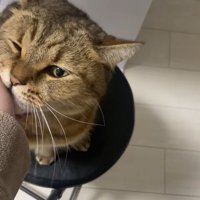 椅子の上で飼い主さんの手を甘噛みする猫