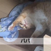 ホットカーペットの上でひっくり返ってカメラを見上げている猫