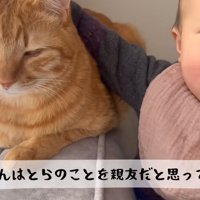 猫をなでている赤ちゃん
