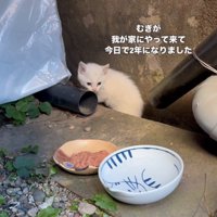 裏庭にやってきた子猫