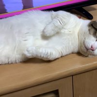 テレビの前で目を閉じ寝転ぶ猫