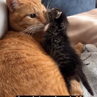 茶トラ猫と子猫
