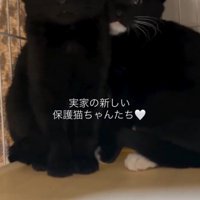 ケージの端から投稿者を見つめる2匹の子猫