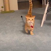しっぽを高く上げておもちゃを運ぶらむくん
