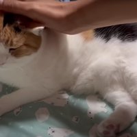横になっている猫