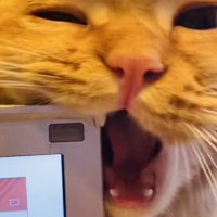 ノートパソコンを齧るミックス猫