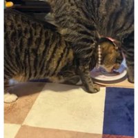 おやつを食べている猫たち