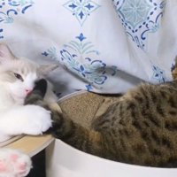 しっぽで遊ぶ猫