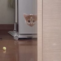 室内にいる猫