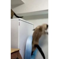 キャビネットの上の猫