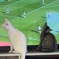 画面の中を動く選手を見つめる猫たち