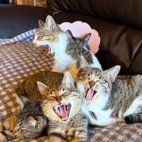 ソファーにいる猫