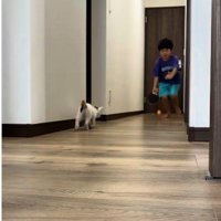 廊下で遊んでいる子どもと子猫