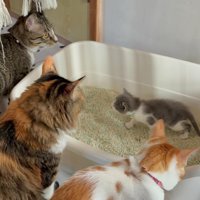 子猫のトイレを見る成猫たち