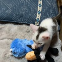 ぬいぐるみを前足で取り押さえる子猫