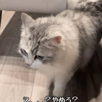 前を向く猫